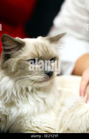 Close-up Portrait of a Relaxed Ragdoll Cat with Blue Eyes Stock Photo