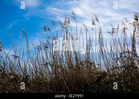 Pampas grass silhouetted against a blue cloudy sky. Stock Photo