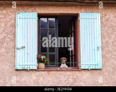 Small Dog Looking Out Rustic Window With Blue Shutters and Flower Pot on Ledge Stock Photo