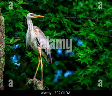 Wurdemann's Heron Hybrid Portrait Against Dark Background — Great Blue Great White Heron Intergrade Stock Photo