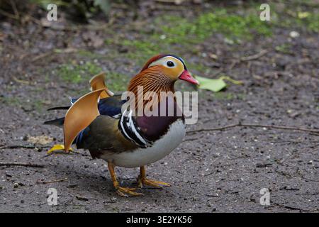 Manderin duck Aix-galericulata, highly ornate red bill white eye crescent orange cheek plumes orange sail feathers on back purple chest & white bars Stock Photo