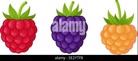 Red, purple, and golden raspberries set. Hand drawn flat style isolated. Perfect for stickers, menus, apps, posters, design, showcasing fruit varieties in organic packaging, healthy lifestyle blogs. Stock Vector
