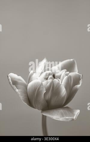 Black and white tulip close-up on gray background, front view, smooth texture, minimal floral composition with copy space Stock Photo