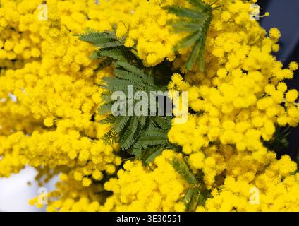 Bright yellow mimosa flowers close up, spring floral background, soft natural light, seasonal bloom, festive botanical texture. Stock Photo
