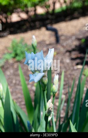 Close up of white iris flower blooming in garden with green leaves and natural background, spring season concept Stock Photo