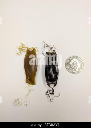 Egg casing (aka mermaid's purse) from a small spotted catshark (also known as a lesser spotted dogfish), Scyliorhinus canicula, washed up in Hastings Stock Photo