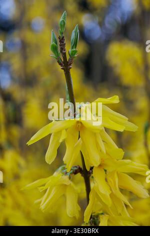 Yellow Forsythia Flowers Blooming in Spring Garden Stock Photo