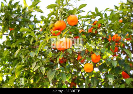 Bitter orange or Seville orange grow in abundance on the streets of Seville Stock Photo