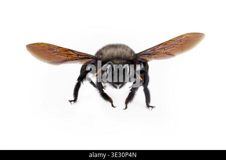 front view of a violet carpenter bee, Xylocopa violacea isolated on a white background, detailed macro shot of a black bee of the genus Apidae Stock Photo