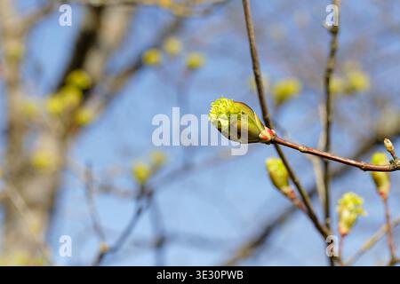 Close-up of an opening flower bud of a Norway maple in front of a flowering Norway maple tree Stock Photo