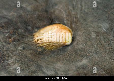 A lovely seashell lies half-buried in soft sand as water washes over it, creating a tranquil moment on the beach under a warm sunlit sky at low tide. Stock Photo