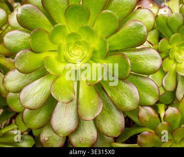 Close-up of green aeonium succulent rosette with fleshy leaves and natural spiral pattern. Stock Photo