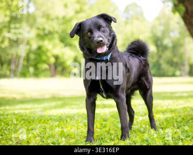 A black Retriever mixed breed dog standing outdoors and listening with a head tilt Stock Photo