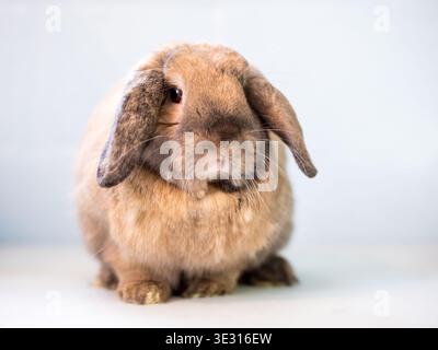 A cute lop eared pet rabbit sitting and looking toward the camera Stock Photo