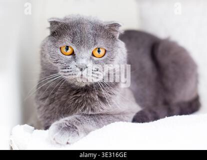 A gray Scottish Fold cat with bright yellow eyes lying on a blanket Stock Photo