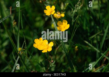 A detailed top down view of delicate small yellow wildflowers blooming among the grass blades Stock Photo