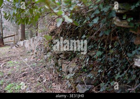 Stone Wall Covered in Ivy Stock Photo
