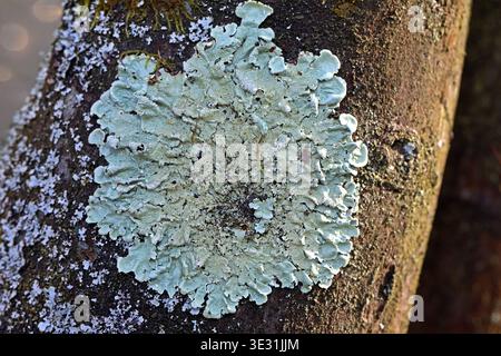 Flechten In Der Natur Flechten Befinden Sich Auf Einem Baumstamm flechten-in-der-natur-flechten-befinden-sich-auf-einem-baumstamm