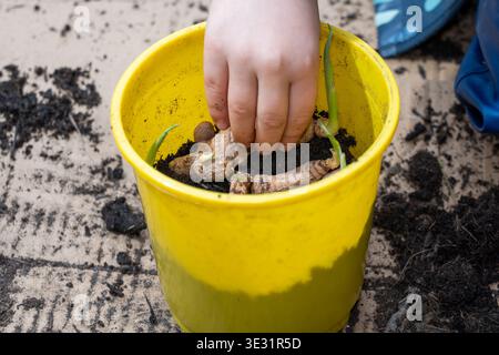 A child's hand gently presses down ginger or turmeric roots with prominent green shoots into the dark compost of a bright yellow pot. Stock Photo