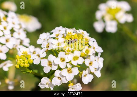 A red ant forages on a delicate cluster of white alyssum flowers against a soft green bokeh background. Stock Photo