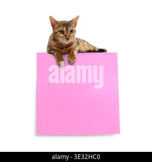 Cute cat lying on pink banner against white background Stock Photo