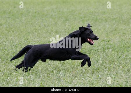 Black Labrador Retriever running through lush green fields to find the duck during a hunt test Stock Photo