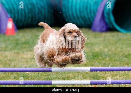 Cocker spaniel going over an agility jump running a course in the rain Stock Photo