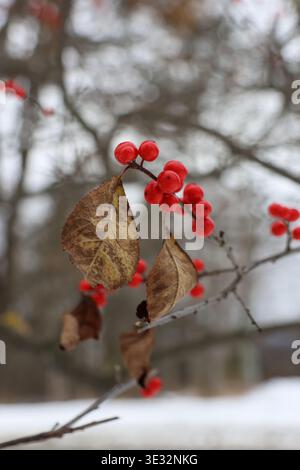 Red Winterberries (Ilex verticillata) and some leaves taken with a winter background in Mont Tremblant, QC, Canada Stock Photo