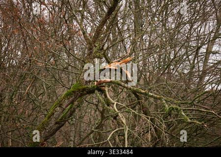A snapped tree branch covered in green moss within a deciduous forest during the off-season Stock Photo