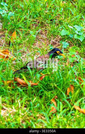 Thai myna bird walking on a street surface while searching for food in ...