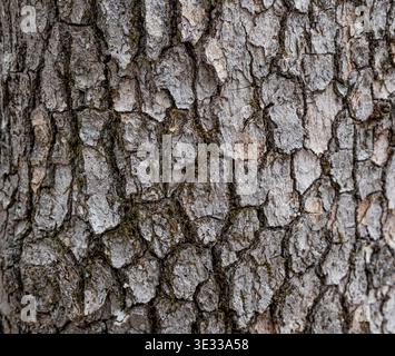 Detailed close-up of tree bark showing rough texture, cracks, and natural patterns with subtle moss growth. Organic background with earthy tones and n Stock Photo