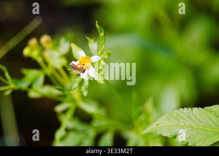 Macro close-up of a striped honeybee perched on a small white Coreopsis with yellow center, surrounded by creamy green bokeh from wide aperture. Stock Photo