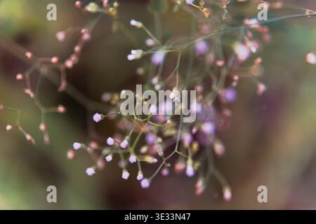 Soft bokeh macro of a delicate cluster of tiny pink and purple wildflowers on slender stems, set against a blurred green natural background. Stock Photo