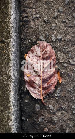 Single fallen leaf with purple-gray tones resting on asphalt beside a concrete curb. Stock Photo