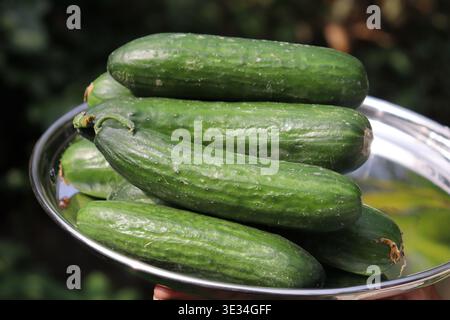 Organically grown cucumbers harvested and held on a plate. Fresh green cucumbers Stock Photo