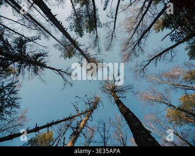 Looking straight up at tall spruce and pine canopy revealing blue sky through treetops, Estonian forest Stock Photo