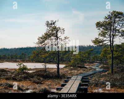 Winding wooden boardwalk through Kakerdaja bog beside frozen lake and tall bog pines Estonia spring Stock Photo