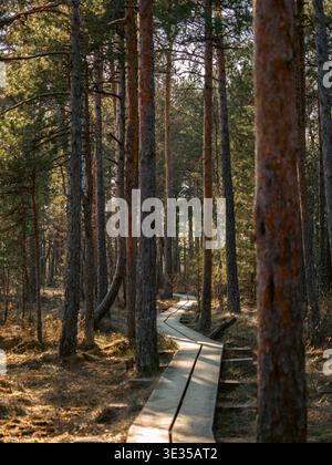 Winding wooden boardwalk through sunlit dense pine swamp forest at Kakerdaja Estonia in spring Stock Photo