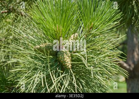 Closeup of green pine cones and needles on conifer tree branch. Natural botanical texture with fresh growth in outdoor environment Stock Photo