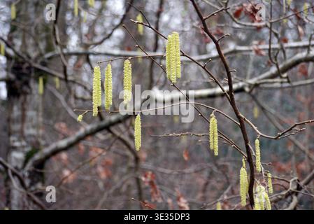 Male Catkins on a Common Hazel Tree (Corylus Avellana) in Strid Wood on the Bolton Abbey Estate in Wharfedale, Yorkshire Dales National Park, England, Stock Photo