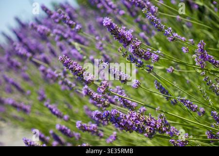 Blooming lavender with blurred background. Purple floral field, natural texture for wellness, aromatherapy and natural concepts Stock Photo