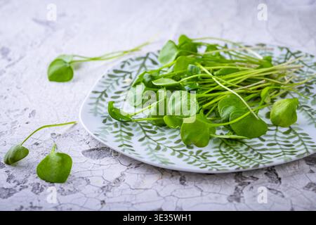 Fresh purslane (Portulaca oleracea), edible weeds or herbs for healthy salad Stock Photo