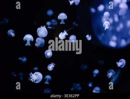 Jellyfish swarm in dark deep water. Translucent blue jellyfish drifting in a dark aquatic environment - small, glowing medusae scattered like stars. Stock Photo