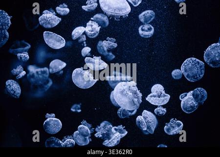 Swarm of spotted jellyfish in deep blue water. A large group of Mastigias papua jellyfish swimming in dark water. Monochromatic abstract background. Stock Photo