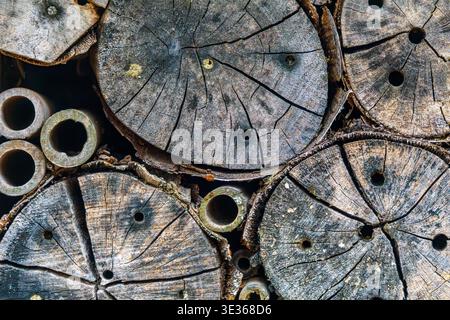 Close up of wooden log slices showing growth rings, cracks, and small holes. Stock Photo