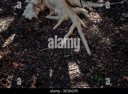 The exposed roots of a large tree Stock Photo