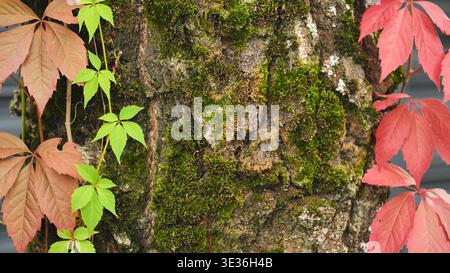 Colorful climbing plant leaves in green and red on a mossy tree trunk Stock Photo