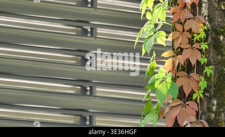 Colorful climbing ivy on a mossy tree trunk against a modern louvered metal background Stock Photo