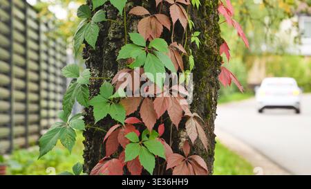 Colorful Virginia creeper leaves climbing a mossy tree trunk during autumn. Stock Photo