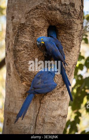 Hyacinth Macaws couple at a nest entrance Stock Photo